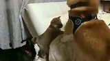 小奶狗想上床，结果被狗妈和狗爸混合双打