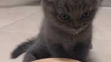 搞笑配音：能看出来与孟婆的搏斗中，猫咪赢了