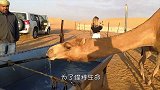 骆驼的驼峰有什么？男子好奇切开一看，结果让人惊讶！