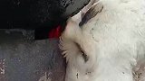 小羊在火炉边取暖，把自己都烧焦了