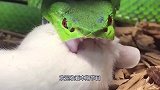 蛇的身体打结了，蛇能自己解开吗？镜头拍下神奇全过程！