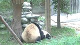 熊猫：过肩摔想要我死你就直说