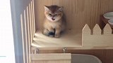 小奶猫，饿猫和刚睡醒的猫
