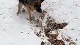 狗狗堆雪厉害不