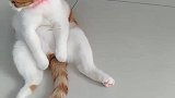 猫：主人买的这玩具还挺好玩的！