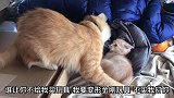 小猫咪和猫妈妈打架了，结果被按着打小猫没法还手