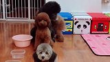 吃饭时间到，狗狗们坐等分盒饭