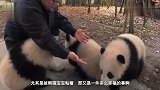 一心想粘着奶妈的熊猫宝宝，被奶妈三番四次的拒绝，依然执着