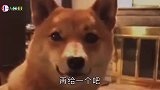 原来鸟是这样打架的，打赢了还这么嘚瑟！