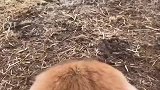 新上任的牧牛犬来农场工作了