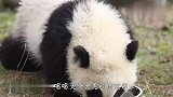 大型翻车现场！接下来熊猫宝宝的举动，让人差点笑岔气