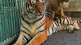 动物园里的老虎好温柔呀！