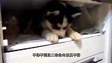 一只学会武术的哈士奇，大秀飞檐走壁，一旁的狗子：哪来的傻子