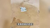 女孩租房一年反复过敏，发现床垫大面积发霉，使用各种过敏药无效