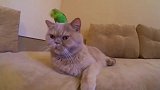 这只鹦鹉胆挺肥，竟然欺负到猫的头上