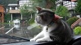猫咪在窗外发现了一只鸽子，接下来的举动承包了一年的笑点！