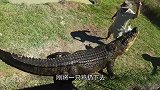 游客拿生肉喂雄狮，结果雄狮眼神不对劲，镜头拍下怪异一幕！