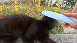 黑猫被主人抛弃躺在路边等死，真的是太可怜了