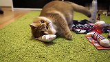 收到一地的礼物，猫老大开心的对着玩具狂蹭