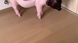 我学的狼吼像不像