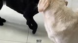 全自动马桶座椅，便后抠得挺干净
