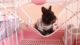 只有养过兔子的人才知道兔子一个动作足矣融化内心