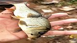 河里无意间抓到，这一幕把我看愣了，鬼知道这是什么鱼