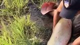 小哥刚想抱起来，大鱼就跑掉了