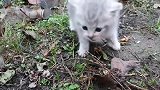 捡到一只流浪小奶猫，回家给它洗澡可乖了，呆萌的可爱