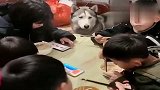 哈士奇：瞅了一圈，五个人没有一个愿意给我一口！那眼神太逗了