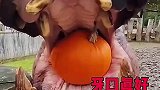 大河马咬合力真强，一口一个