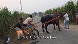 在摩托车排气管接上喇叭吓唬公牛，镜头拍下搞笑画面！