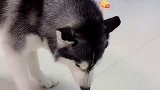 来尝一下芥末的味道奔跑吧哈士奇  芥末放得很少并且稀释了