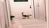 这只花猫不仅躲开了黑猫的进攻，还来了一拨反杀？