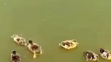 鱼：今天这窝打得不错
