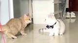 广东表姐家的橘猫：没事就去调戏人家白猫。