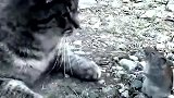 猫咪追赶老鼠，老鼠急中生智，下一秒憋住别笑