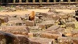 这猴子也太不要脸了，竟然对一只大猴子做出这个动作