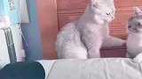 一公一母猫咪突然对视，本以为要打架，没想到给了爱的抱抱