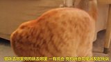 狗狗挑战猫咪，最后还是输了，太搞笑了