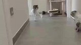 主人把家里两只猫都剃掉