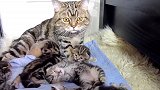 守护小奶猫的猫妈妈上线，警惕的小眼神，可爱极了！