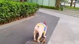 爱滑板的狗狗