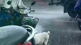 主人真的好爱他，自己有雨衣它也有