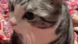 猫对自己的身价都惊呆了
