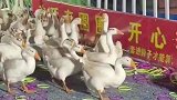 大鹅整齐划一躲过套圈