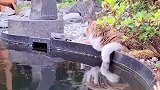 猫咪心情不好，小鱼都会轮流过来安慰