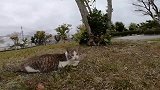 公园遇见一只颜值高的流浪猫，想带回家却不敢，怎么办