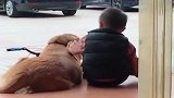 儿子真是到了连狗狗都讨厌的年纪，眼前这一幕，狗狗好无奈