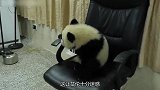 上司突然变成熊猫会咋样嫌你桌子乱不说，还卖萌